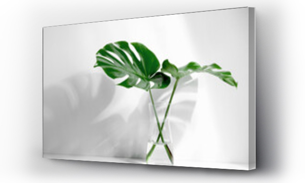 Wizualizacja Obrazu : #463870116 Tropical palm leaves Monstera in glass vase with sunlight and shadow on wall.