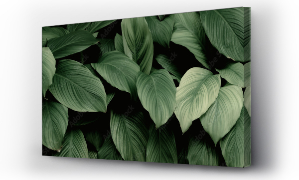 Wizualizacja Obrazu : #464074855 abstract green leaf texture, nature background, tropical leaf
