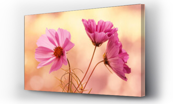 Wizualizacja Obrazu : #464116158 Fleurs roses- Cosmos bipinnatus