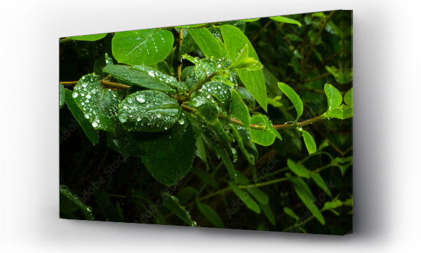 Wizualizacja Obrazu : #464756694 Krople deszczu na listkach zielonego krzewu w parku
