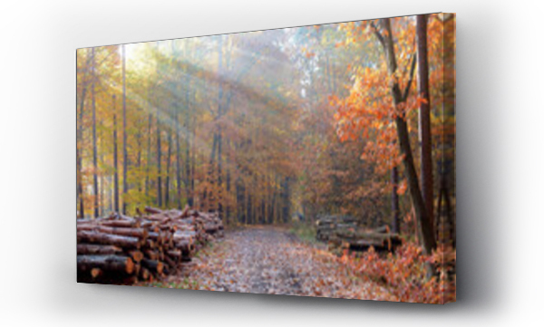 Wizualizacja Obrazu : #465212009 Jesienna droga w lesie