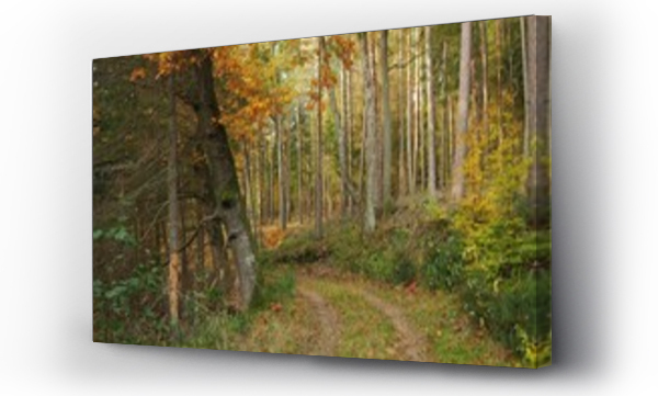 Wizualizacja Obrazu : #466258347 Pi?kny las w jesiennych barwach