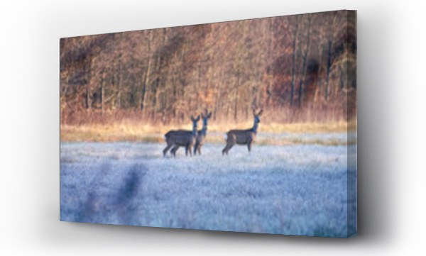 Wizualizacja Obrazu : #466907303 Dzika przyroda w Polsce