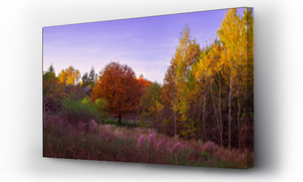 Wizualizacja Obrazu : #467022996 Jesienny pejza? - pomara?czowe drzewo i z?ociste brzozy. 