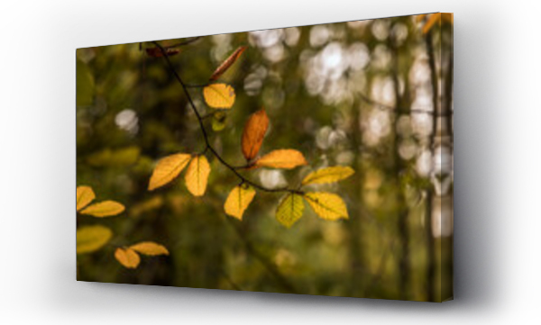 Wizualizacja Obrazu : #467197466 kolorowe li?cie na drzewach w lesie . Pora roku - jesie?
