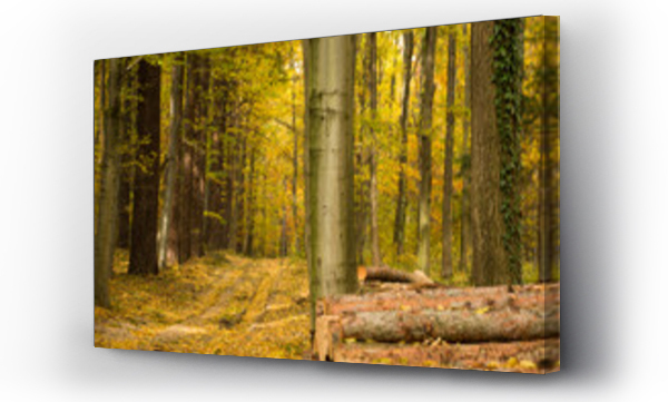 Wizualizacja Obrazu : #467254679 las, droga le?na,  kolory jesieni