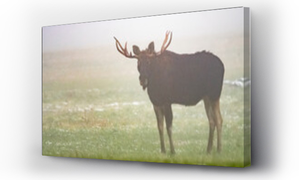 Wizualizacja Obrazu : #467540119 Dzika natura w Polsce, dzikie zwierz?ta w naturalnym pejza?u
