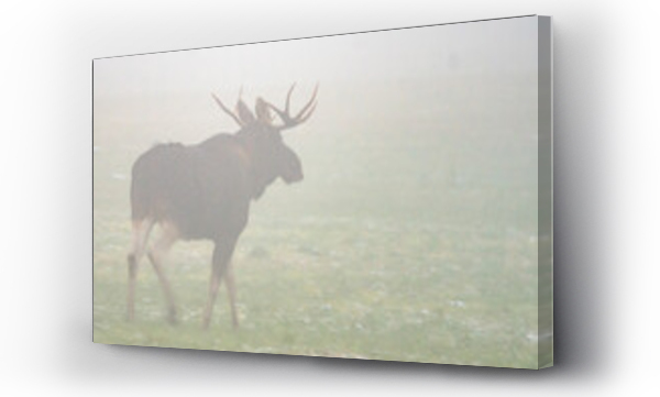 Wizualizacja Obrazu : #467540131 Dzika natura w Polsce, dzikie zwierz?ta w naturalnym pejza?u