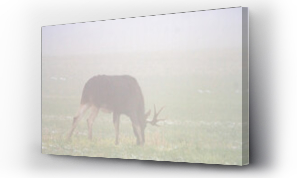 Wizualizacja Obrazu : #467540140 Dzika natura w Polsce, dzikie zwierz?ta w naturalnym pejza?u