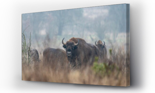 Wizualizacja Obrazu : #467540179 Dzika natura w Polsce, dzikie zwierz?ta w naturalnym pejza?u