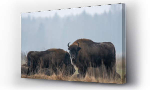 Wizualizacja Obrazu : #467540414 Dzika natura w Polsce, dzikie zwierz?ta w naturalnym pejza?u