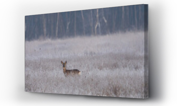 Wizualizacja Obrazu : #467540503 Dzika natura w Polsce, dzikie zwierz?ta w naturalnym pejza?u