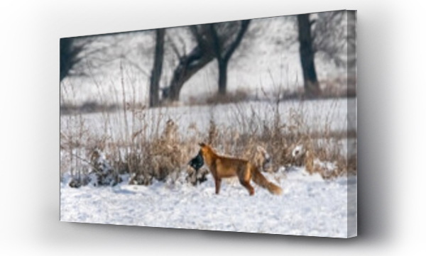 Wizualizacja Obrazu : #467540682 Dzika natura w Polsce, dzikie zwierz?ta w naturalnym pejza?u