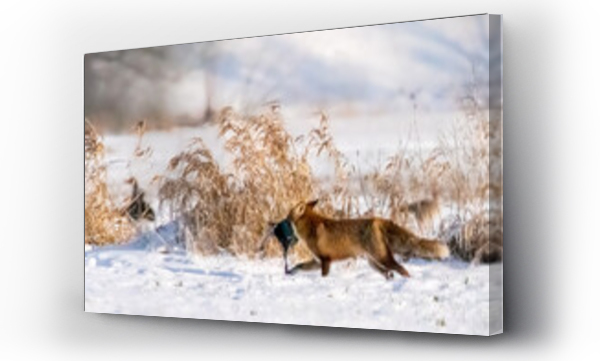 Wizualizacja Obrazu : #467540692 Dzika natura w Polsce, dzikie zwierz?ta w naturalnym pejza?u