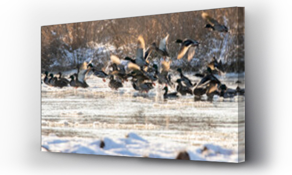 zwierzęta, Zwierzęta dzikie