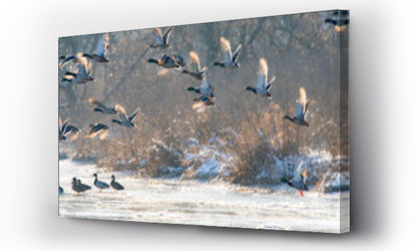 zwierzęta, Zwierzęta dzikie