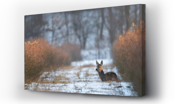 Wizualizacja Obrazu : #467542136 Dzika natura w Polsce, dzikie zwierz?ta w naturalnym pejza?u