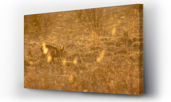 Wizualizacja Obrazu : #467542412 Dzika natura w Polsce, dzikie zwierz?ta w naturalnym pejza?u