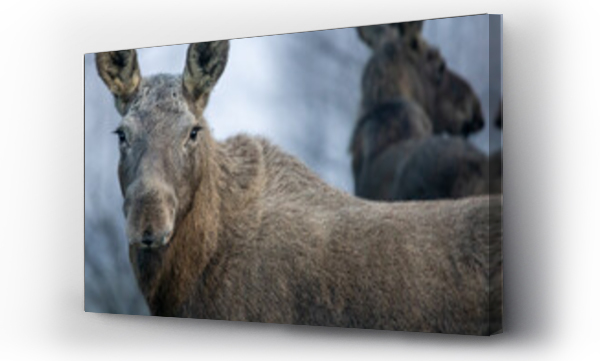 Wizualizacja Obrazu : #467542608 Dzika natura w Polsce, dzikie zwierz?ta w naturalnym pejza?u