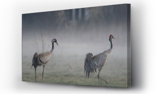 Wizualizacja Obrazu : #467542616 Dzika natura w Polsce, dzikie zwierz?ta w naturalnym pejza?u