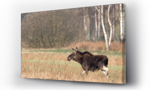 Wizualizacja Obrazu : #467542671 Dzika natura w Polsce, dzikie zwierz?ta w naturalnym pejza?u