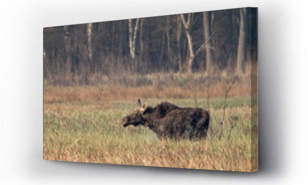 Wizualizacja Obrazu : #467542676 Dzika natura w Polsce, dzikie zwierz?ta w naturalnym pejza?u