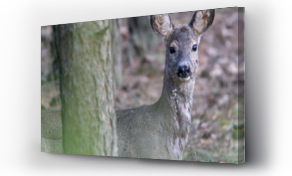 Wizualizacja Obrazu : #467542732 Dzika natura w Polsce, dzikie zwierz?ta w naturalnym pejza?u