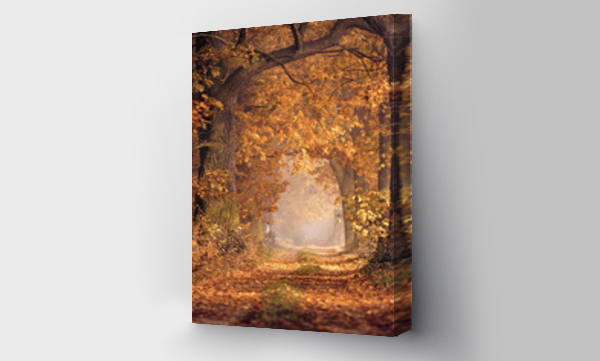 Wizualizacja Obrazu : #467900372 Aleja drzew jesieni?
