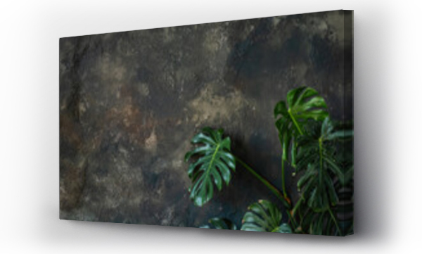 Wizualizacja Obrazu : #468550187 On the gray concrete wall there are large, green monstera leaves. Grunge textured background. Botanical interior style. Place for text, layout for postcards. Copy space