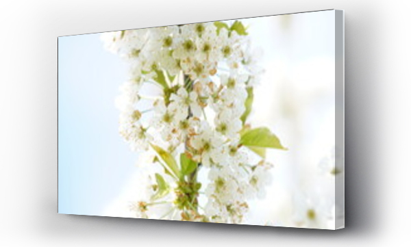 białe kwiaty, Kwiaty