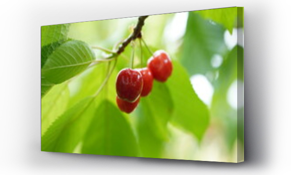 Czereśnie, drzewo, Liście