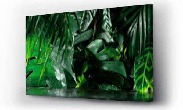 Wizualizacja Obrazu : #469251841 Green tropical leaves with water drops, floral background.