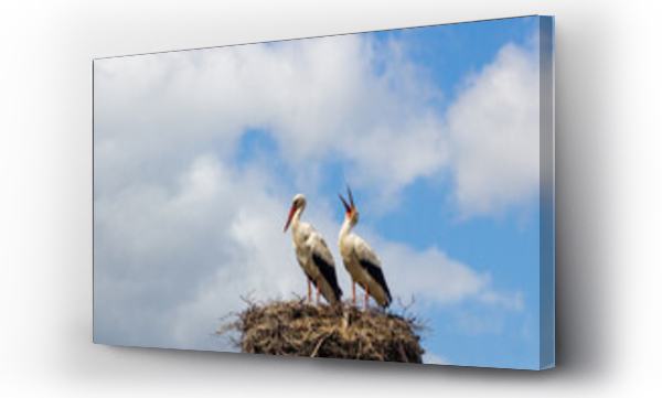 Wizualizacja Obrazu : #469647178 Storks in the nest. Poland