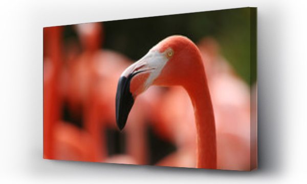 Wizualizacja Obrazu : #469842 pink flamingo