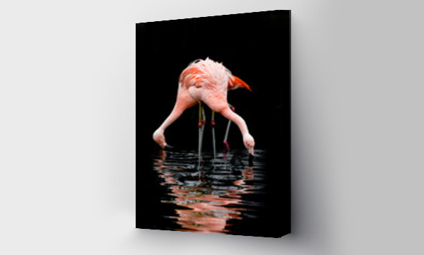 Wizualizacja Obrazu : #470082436 pink flamingo on a black background