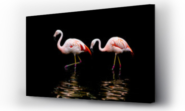Wizualizacja Obrazu : #470082554 pink flamingo on a black background