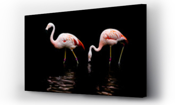 Wizualizacja Obrazu : #470082558 pink flamingo on a black background