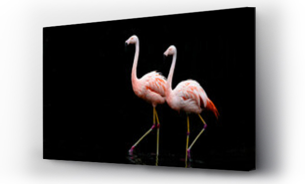 Wizualizacja Obrazu : #470083046 pink flamingo on a black background