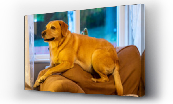 Wizualizacja Obrazu : #470525538 Pies rasy labrador le?y na du?ym fotelu i odpoczywa.