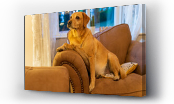 Wizualizacja Obrazu : #470525768 Pies rasy labrador le?y na du?ym fotelu i odpoczywa.