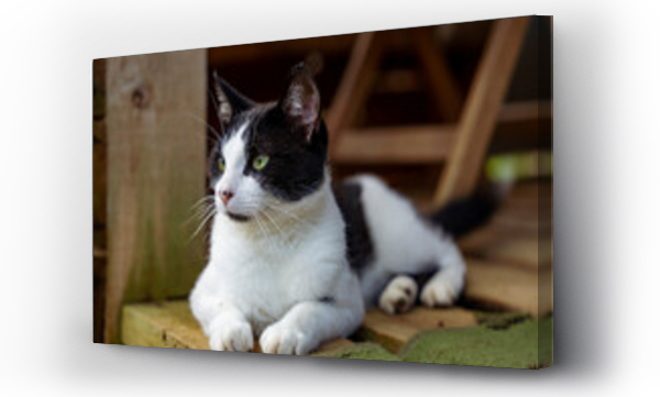 Wizualizacja Obrazu : #470528053 Bia?oczarny kot, le?y i obserwuje co? w oddali, zbli?enie.