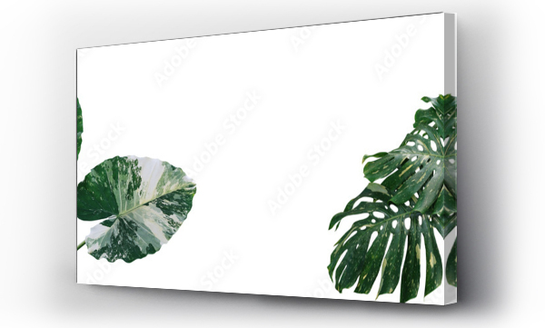 Wizualizacja Obrazu : #470683207 Tropical foliage plants variegated leaves of Monstera and Alocasia popular rainforest houseplants on white, green variegated leaves pattern nature frame border background.