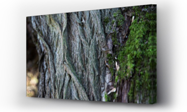 Wizualizacja Obrazu : #470761773 Stare spruchnia?e drzewo poro?ni?te mchem, zbli?enie na faktur? drewna.