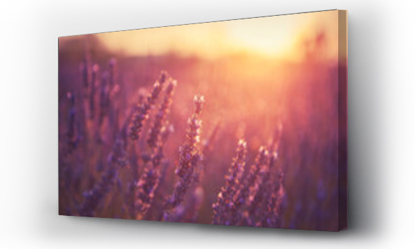 Wizualizacja Obrazu : #471784778 Lavender flowers at sunset in Provence, France. Macro image. Beautiful summer nature background