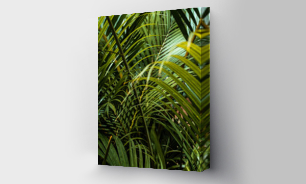 Wizualizacja Obrazu : #473169179 Pi?kne s?oneczne tropikalne t?o, zielone li?cie palm.