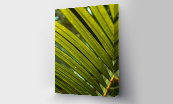 Wizualizacja Obrazu : #473169340 Pi?kne s?oneczne tropikalne t?o, zielone li?cie palm.