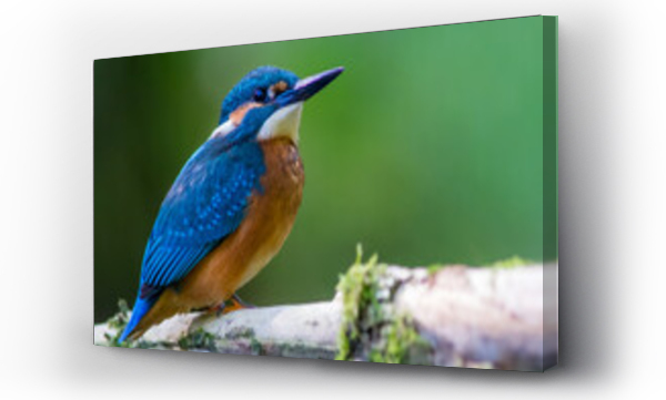 portret, ptaki, zwierzęta