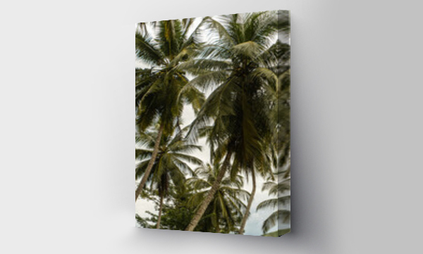 Wizualizacja Obrazu : #473365388 Pi?kne naturalne zielone tropikane t?o, li?cie i palmy.