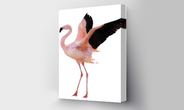 Wizualizacja Obrazu : #473384158 bright pink one flamingo with spread wings
