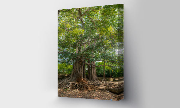 Wizualizacja Obrazu : #473490224 Pi?kne drzewo z pionowymi korzeniami, ?wi?te  drzewo ?wi?tynne.